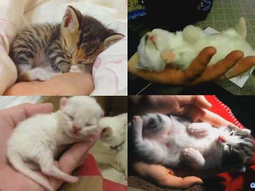 天使すぎる子猫たち…手のひらの上でスヤスヤ眠る特集