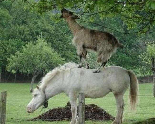 動物同士の感動シーン