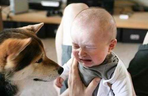 犬は人間の言葉を、人間と同じように聞いている