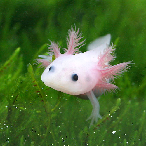 【閲覧注意？】珍しい生き物を貼るトピ