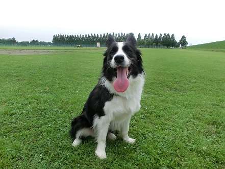 好きな犬の種類