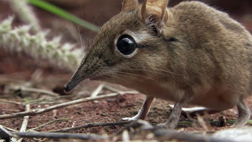 【閲覧注意？】珍しい生き物を貼るトピ
