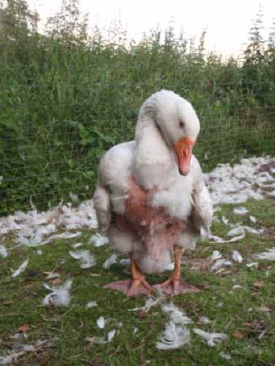 ダウンのために羽をむしられる鳥たち−「知ることでができてよかった、レポートしてくれてありがとう！」 - NPO個人ケイ＆リルこの世界のために　全日本動物愛護連合　アニマルポリス　動物愛護党