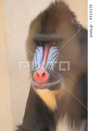 【閲覧注意？】珍しい生き物を貼るトピ