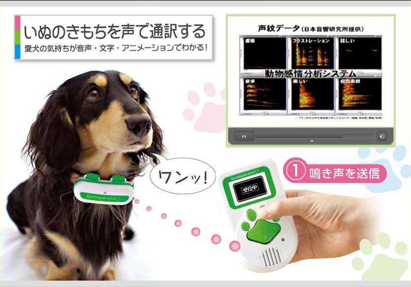 犬は人間の言葉を、人間と同じように聞いている