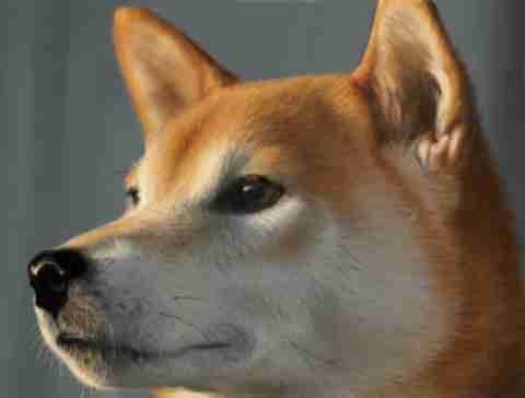 犬顔派？猫顔派？