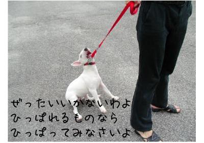 犬の散歩