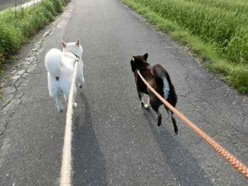 犬の散歩
