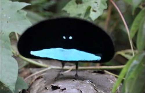 【閲覧注意？】珍しい生き物を貼るトピ