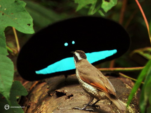 【閲覧注意？】珍しい生き物を貼るトピ