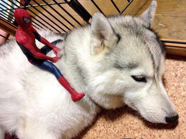 だめだこの子全然話きかない！　とあるスパイダーマンと猫のやりとり？が可愛いww