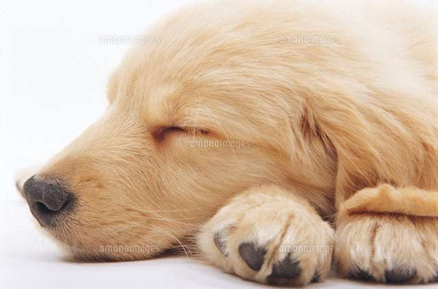 元気のない犬、食欲のない犬に食べやすい食事！