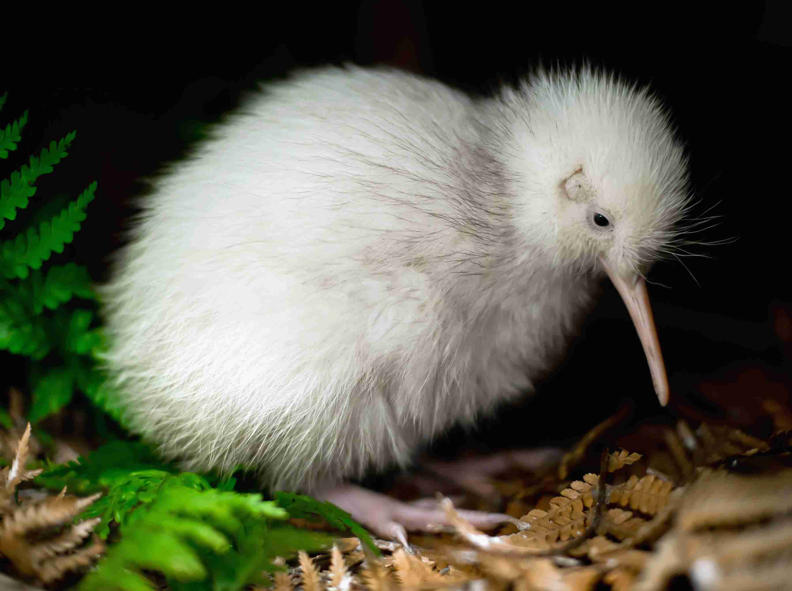 【閲覧注意？】珍しい生き物を貼るトピ