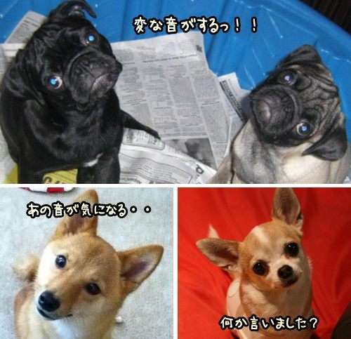 犬は人間の言葉を、人間と同じように聞いている