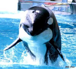 ガルちゃん水族館♪