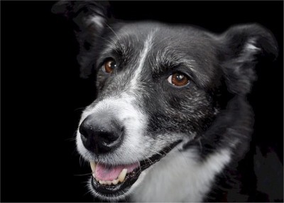 犬は人間の言葉を、人間と同じように聞いている ｜ 「マイナビウーマン」