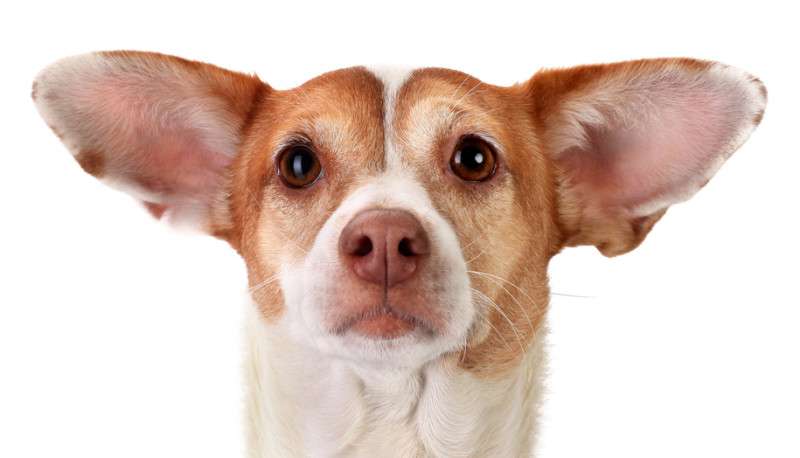 犬は人間の言葉を、人間と同じように聞いている