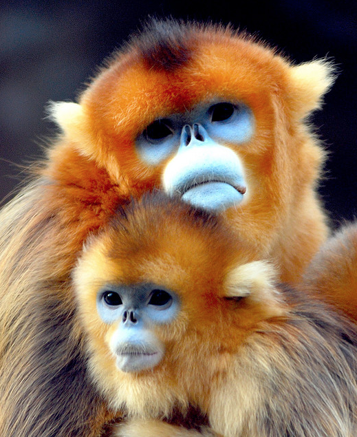 【閲覧注意？】珍しい生き物を貼るトピ