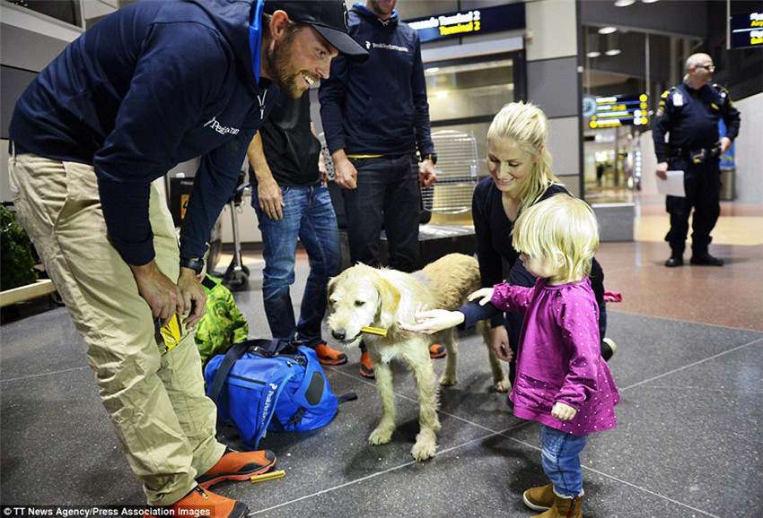 【画像あり】あるノラ犬の奇跡の旅