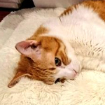 飼い主に邪魔者扱いされて絶望した猫がかわいいと話題に
