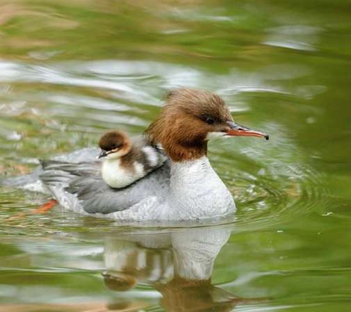 勇気・元気を分けてもらうトピ