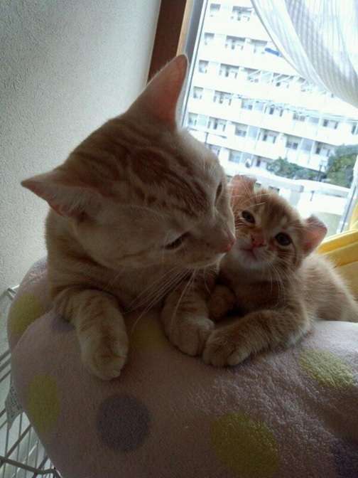 勇気・元気を分けてもらうトピ