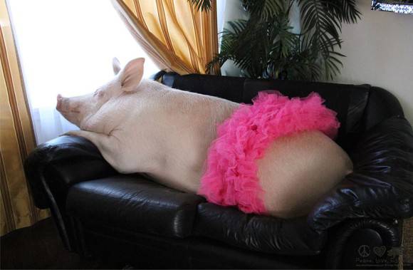 話が違うじゃないか！ミニブタだと思って飼った豚が180キロを超えた。でもかわいいから許す。