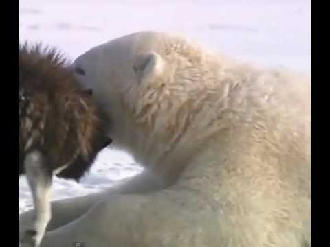 犬を抱きしめる北極グマ　－　仲良しです　！　パート　1 - YouTube