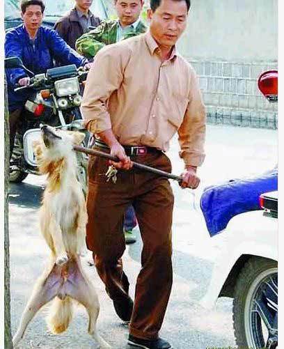 酷い中国の犬猫虐待｜デヴィ夫人オフィシャルブログ「デヴィの独り言 独断と偏見」by Ameba