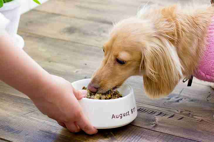 元気のない犬、食欲のない犬に食べやすい食事！