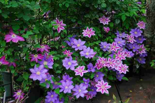 好きなお花は何ですか？
