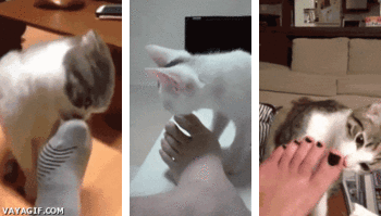 ハンモックがぶっ壊れても動じない猫の顔ｗｗ