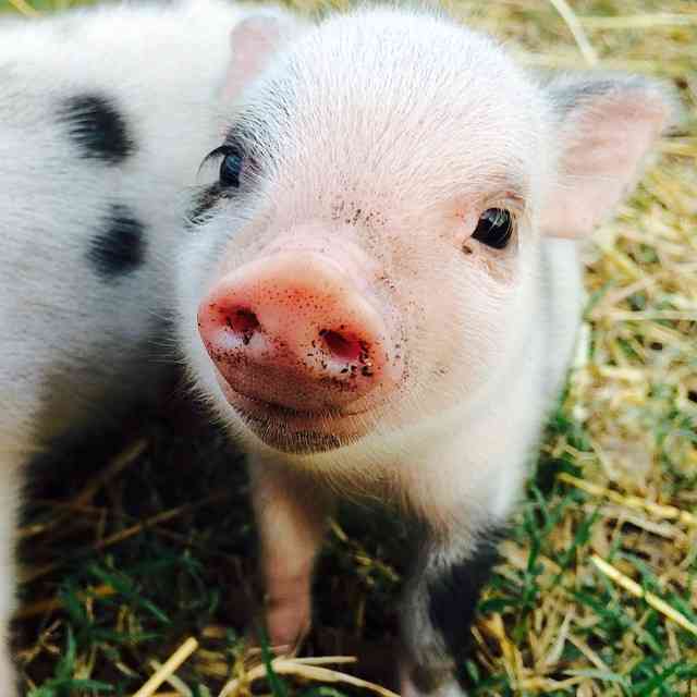 可愛い動物の赤ちゃんの画像を貼るトピ