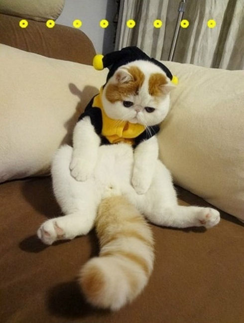 最近癒された画像を貼るトピ