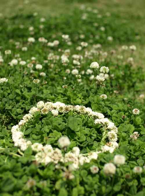 好きなお花は何ですか？