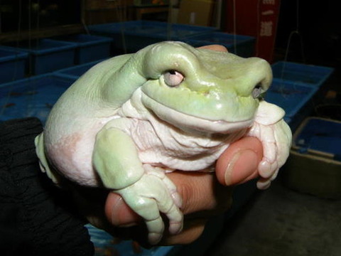 野球もないしわけわかんねぇ生物の画像貼ってく - マイナーちゃんねる