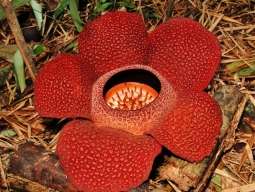 好きなお花は何ですか？