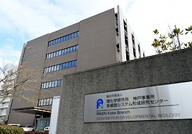 ＳＴＡＰ問題:小保方氏退職でも懲戒を議論　理研 - 毎日新聞
