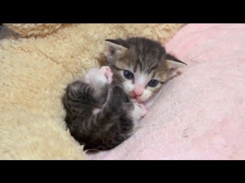 ご機嫌な子猫 - Grooming Kitten - - YouTube