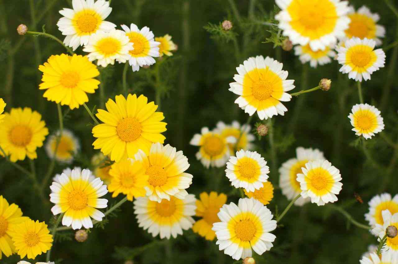好きなお花は何ですか？