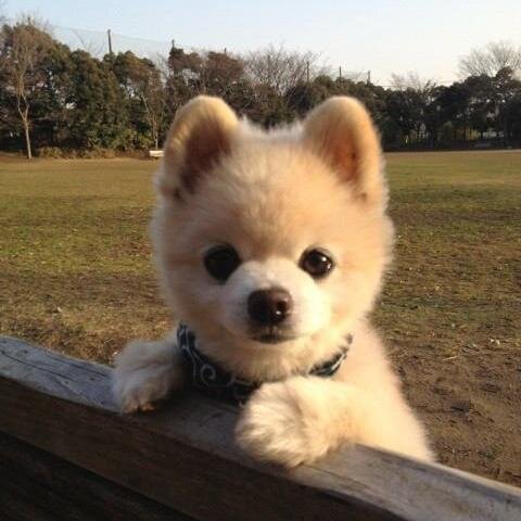 最近癒された画像を貼るトピ