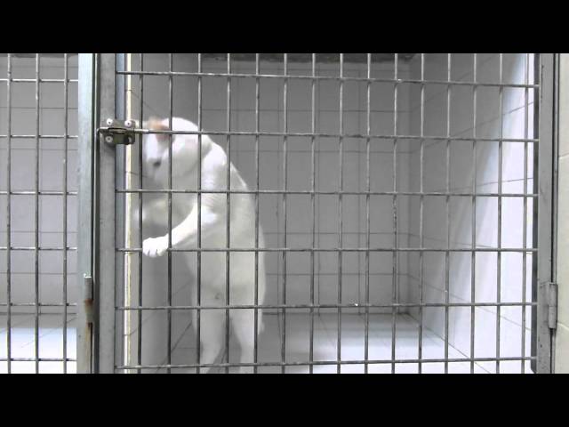 自分でケージの鍵を開けてしまう猫。偶然ではなく何回も | 話題の動画