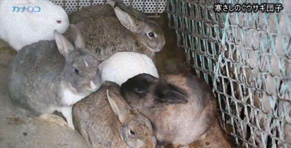 ウサギ団子の季節がやってきました。寄り集まって丸くなって寒さしのぐウサギたち : カラパイア