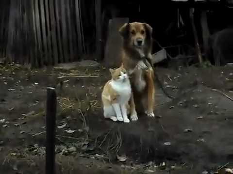 Best Friends / Кот и Собака - YouTube