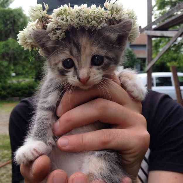可愛い動物の赤ちゃんの画像を貼るトピ