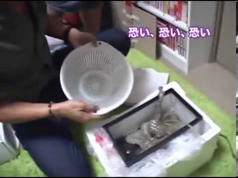 トータル『今日のイタズラ』⑧ - YouTube