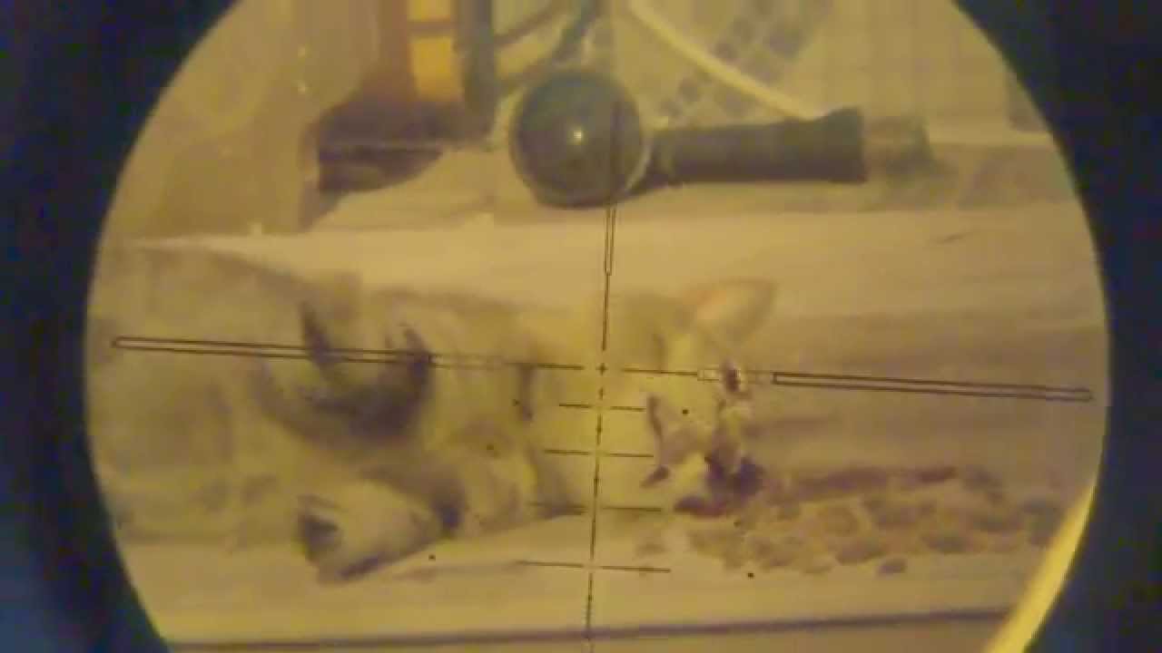 +18 shocking hunting cat - YouTube