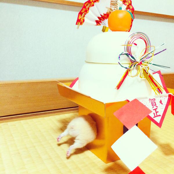 新年あけましてめでたすぎるハムケツ:ハムスター速報