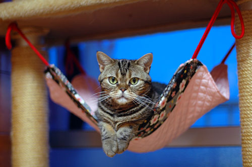 ハンモックがぶっ壊れても動じない猫の顔ｗｗ