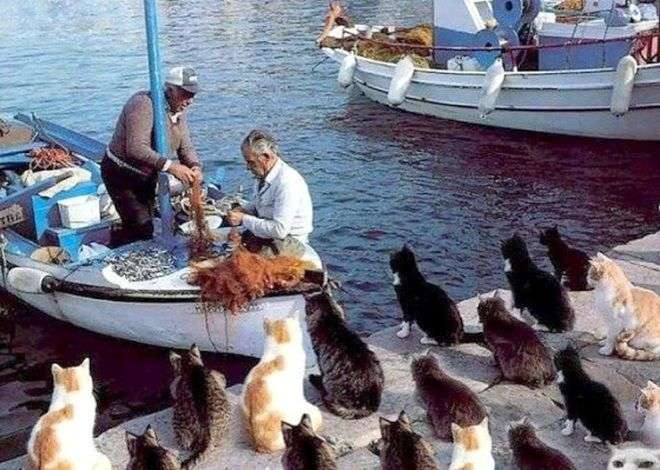 【画像】猫の密談現場が可愛い